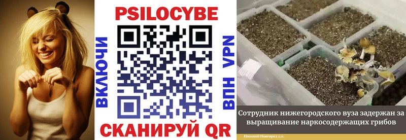 MEGA как зайти  Зверево  Псилоцибиновые грибы ЛСД 